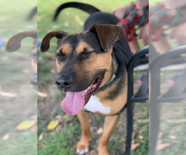 Medium Photo #7 Mutt Puppy For Sale in Elmsford, NY, USA