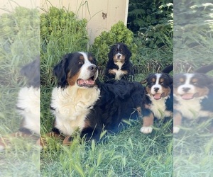 Mother of the Bernese Mountain Dog puppies born on 04/21/2022