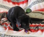 Small Photo #67 Labrador Retriever Puppy For Sale in MERIDEN, KS, USA
