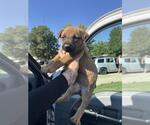 Small Black Mouth Cur