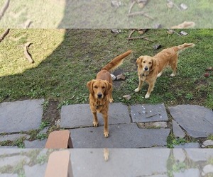 Father of the Golden Retriever puppies born on 11/07/2025