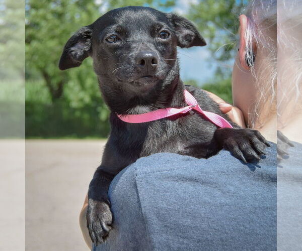 Medium Photo #4 Chiweenie Puppy For Sale in Huntley, IL, USA