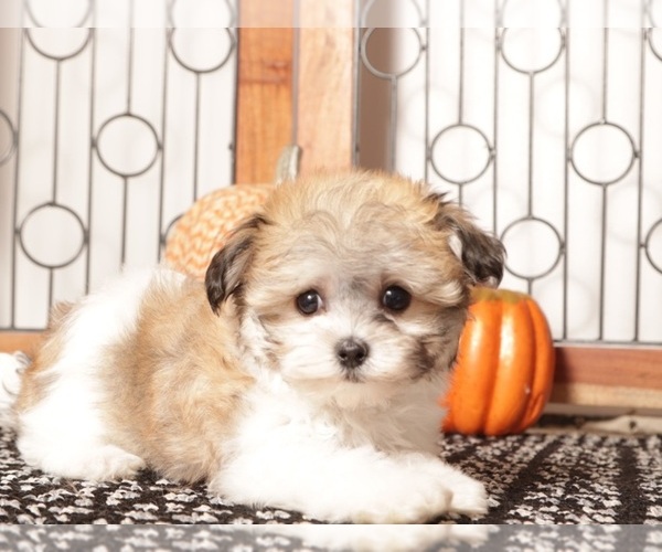 Medium Photo #1 Havanese Puppy For Sale in NAPLES, FL, USA