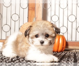 Havanese Puppy for Sale in NAPLES, Florida USA