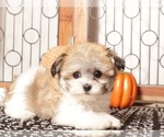 Small Havanese