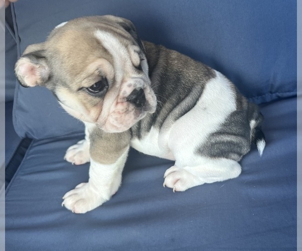 Medium Photo #76 English Bulldog Puppy For Sale in WEEKI WACHEE, FL, USA