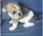 Small Photo #76 English Bulldog Puppy For Sale in WEEKI WACHEE, FL, USA