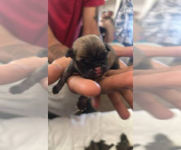 Medium Photo #6 Pug Puppy For Sale in SELFRIDGE ANGB, MI, USA