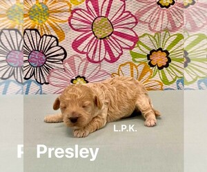 Maltipoo Puppy for sale in WINNSBORO, LA, USA