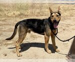 Small #1 German Shepherd Dog Mix