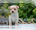 Small #2 Chihuahua