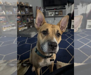 DAKOTA - Female Carolina Dog-Unknown Mix Dog for Adoption - Photo #5