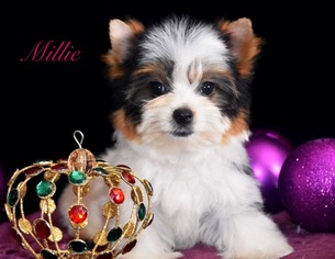 Biewer Terrier Puppy for sale in MARYSVILLE, WA, USA