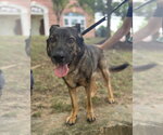 Small #7 German Shepherd Dog