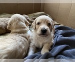 Small #8 Goldendoodle