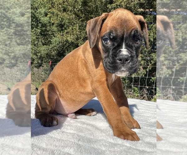 Medium Photo #8 Boxer Puppy For Sale in PAWNEE CITY, NE, USA