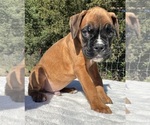 AKC Austin - Male Boxer Puppy for Sale - Photo #8