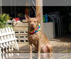 Coco - Female - Mix Dog for Adoption - Photo #9