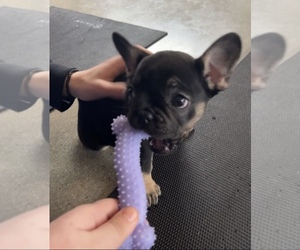 French Bulldog Puppy for sale in MYRTLE BEACH, SC, USA