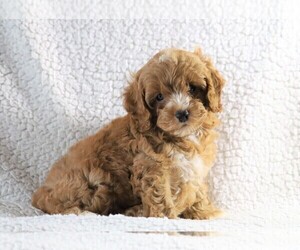 Cockapoo-Poodle (Miniature) Mix Puppy for sale in FREDERICKSBG, OH, USA