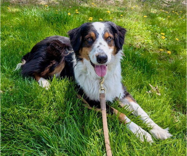 Medium Photo #2 Australian Shepherd Puppy For Sale in Cuyahoga Falls , OH, USA