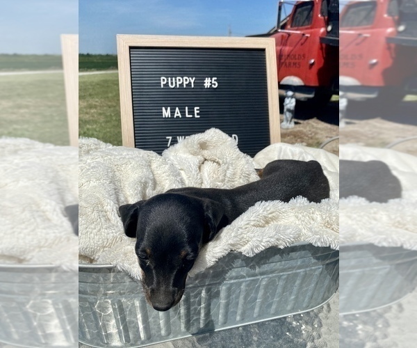 Medium Photo #9 Dachshund Puppy For Sale in CONCORDIA, MO, USA