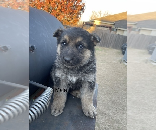 Medium Photo #2 German Shepherd Dog Puppy For Sale in DALLAS, TX, USA