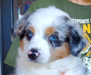 Miniature Australian Shepherd Litter for sale in DENTON, TX, USA