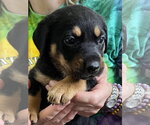 Small #1 Black and Tan Coonhound-Rottweiler Mix