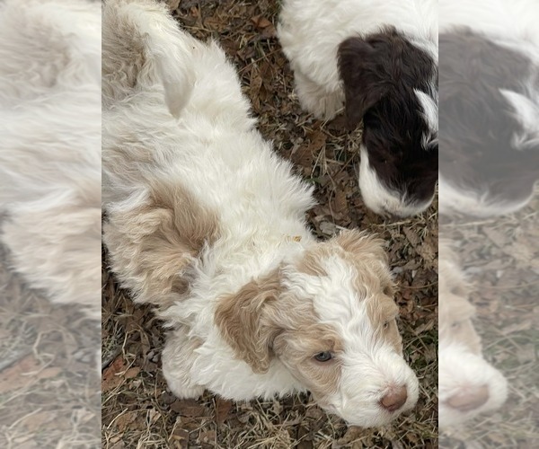 Medium Photo #2 Goldendoodle Puppy For Sale in ELLISGROVE, IL, USA