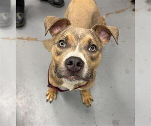 American Pit Bull Terrier Dogs for adoption in Peoria, IL, USA