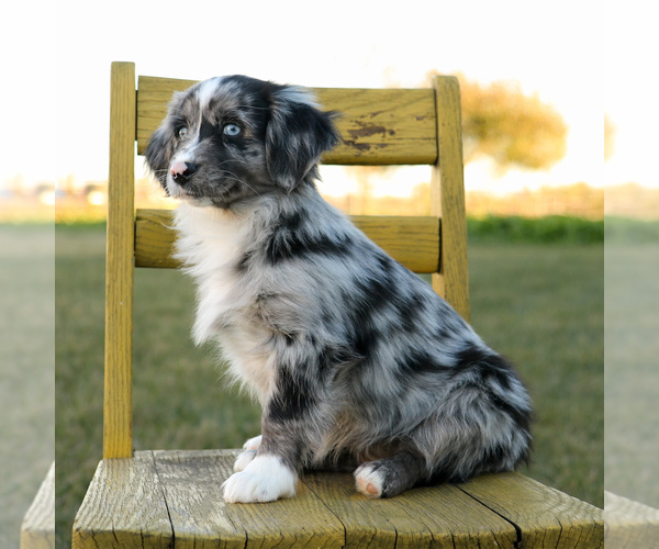 Medium Photo #2 Aussie-Poo Puppy For Sale in ARTHUR, IL, USA