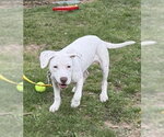 Small #13 Labrador Retriever Mix