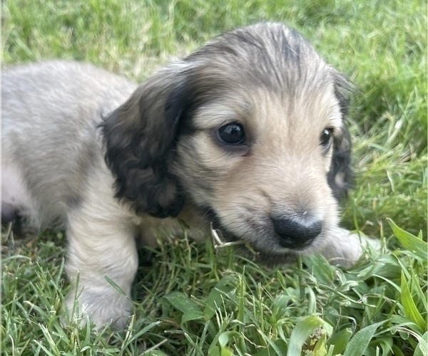 Medium Photo #2 Dachshund Puppy For Sale in SAVANNAH, TX, USA