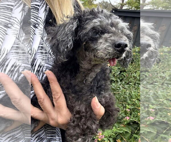 Medium Photo #12 Shih Tzu-Unknown Mix Puppy For Sale in Boonton, NJ, USA