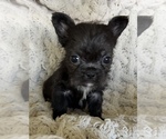 Small #3 French Bulldog