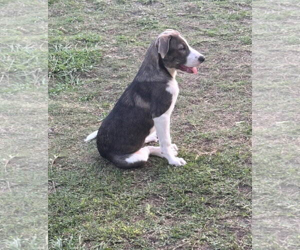 Medium Photo #3 Labrador Retriever-Unknown Mix Puppy For Sale in The Woodlands, TX, USA