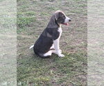 Small #2 Labrador Retriever Mix