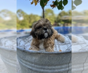 Saint Bernard Puppy for sale in PENSACOLA, FL, USA