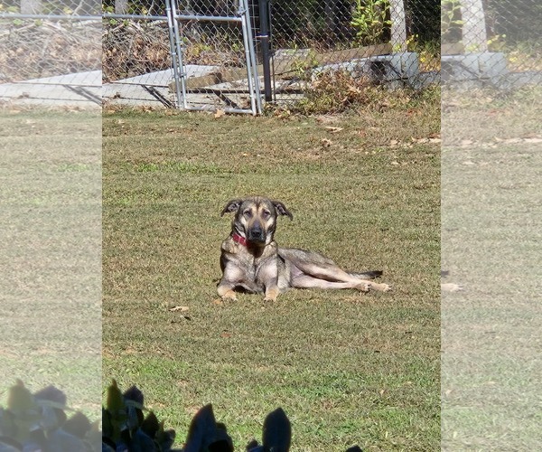 Medium Photo #4 German Shepherd Dog-Unknown Mix Puppy For Sale in Lakemont, GA, USA