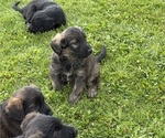 Small Photo #5 Shepadoodle Puppy For Sale in UTICA, NY, USA