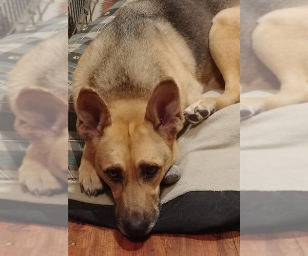 Medium Photo #3 German Shepherd Dog-Unknown Mix Puppy For Sale in Kansas City, MO, USA