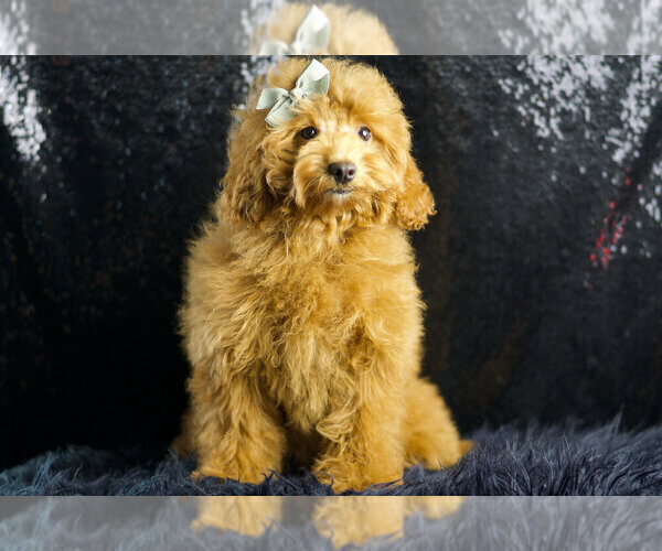Medium Photo #76 Maltipoo Puppy For Sale in WARSAW, IN, USA
