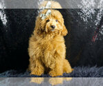 Puppy Reba Maltipoo