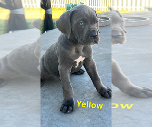 Cane Corso Puppy for sale in JOLIET, IL, USA