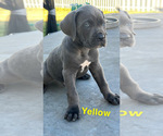 Image preview for Ad Listing. Nickname: Yellow collar