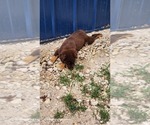 Small Photo #8 Australian Shepherd Puppy For Sale in FLORESVILLE, TX, USA