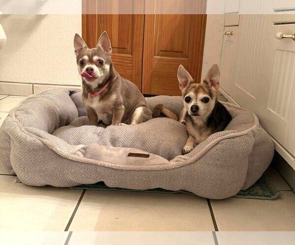 Medium Photo #11 Chihuahua-Unknown Mix Puppy For Sale in Boonton, NJ, USA