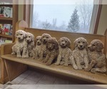 Small Photo #1 Poodle (Standard) Puppy For Sale in FENNVILLE, MI, USA