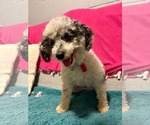 Small #1 Poodle (Miniature)